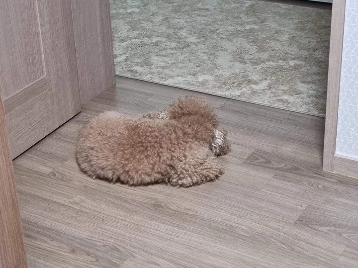 daily_240901_강아지에게_감시_당하고_있다_1