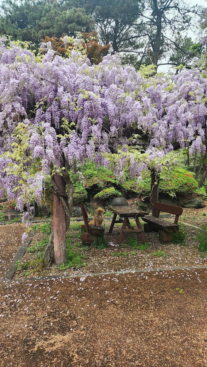 travel_240421_예당관광지_산책_16