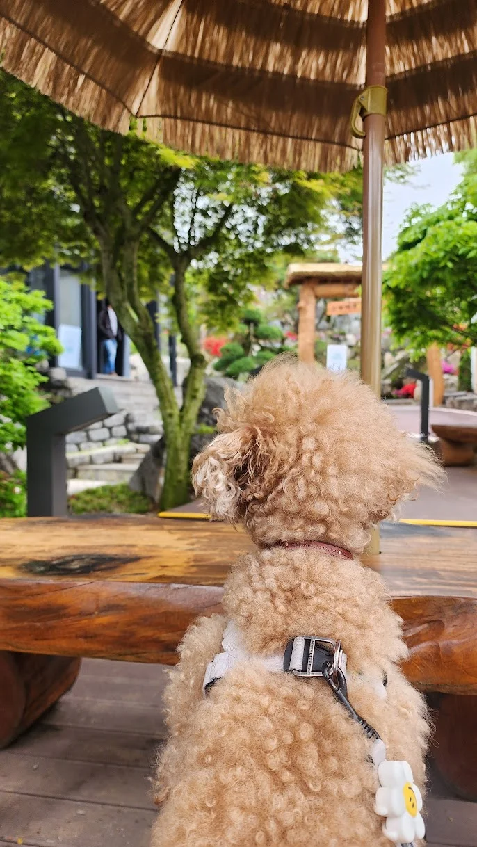 travel_240421_예당관광지_산책_8