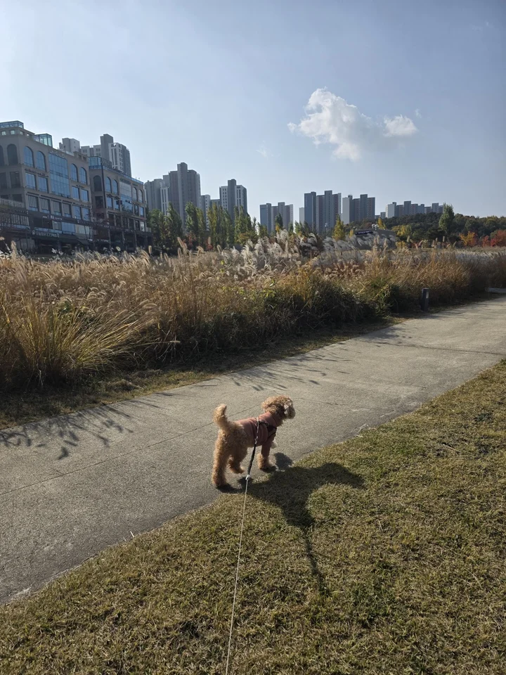 동탄 호수공원