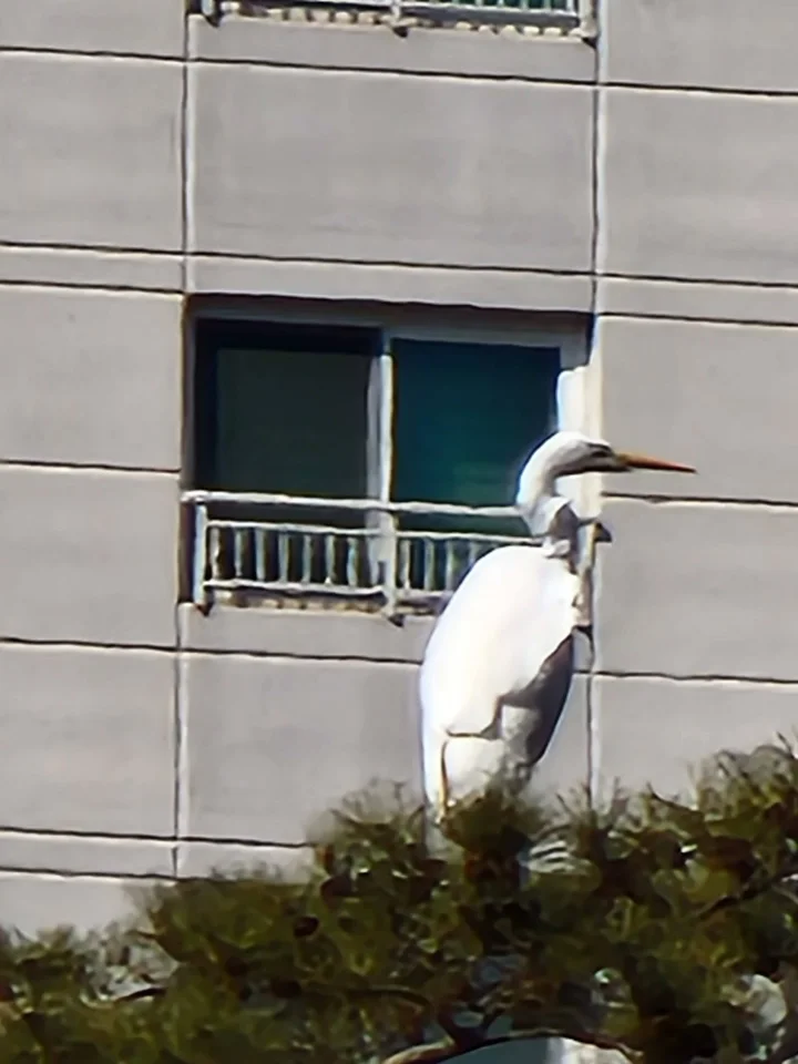 갤럭시S22 100배줌