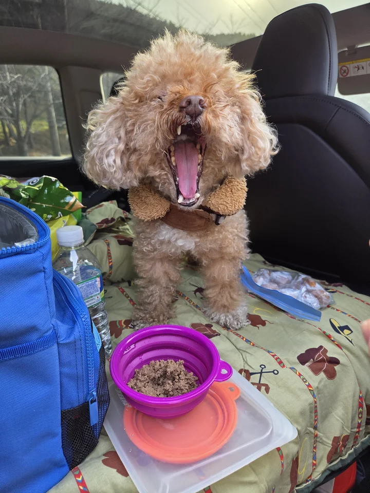 차에서 토리에서 아침 주기