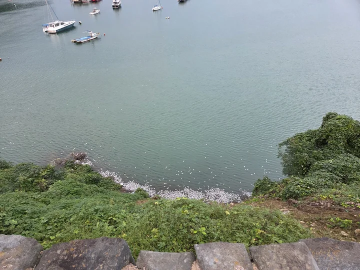 오천항 부근 죽은 물고기떼