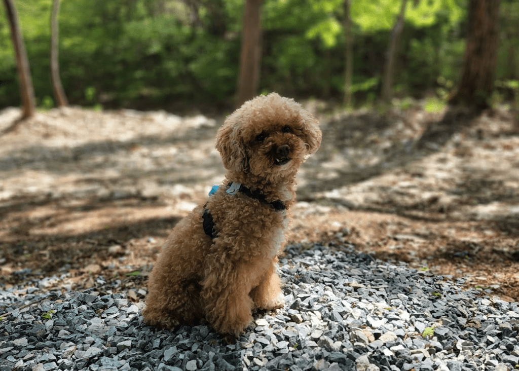 캠핑(220429) – 완주 운주계곡캠핑장